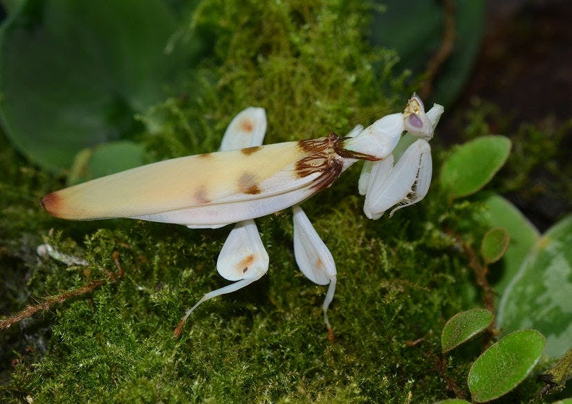 Orchideenmantis - Hymenopus coronatus