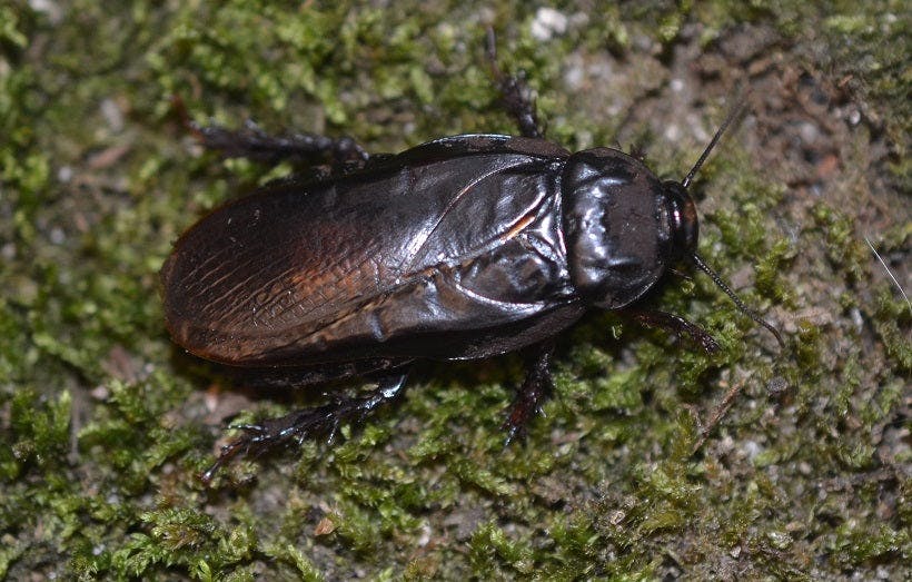 Panesthia angustipennis brevipennis